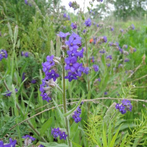 oxtunga Anchusa officinalis