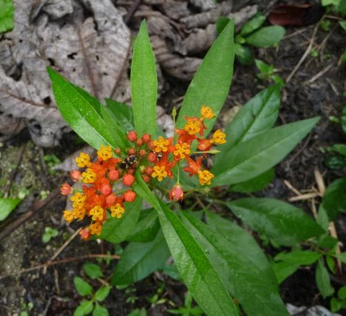 röd sidenört Asclepias curassavica