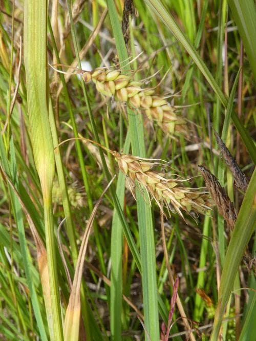 strandstarr Carex paleacea