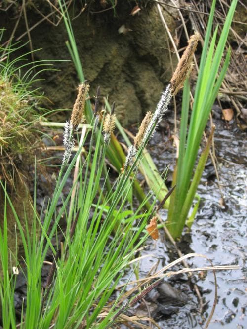 vanlig bunkestarr Carex elata subsp. elata