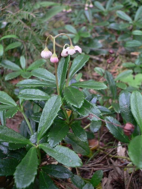 ryl Chimaphila umbellata