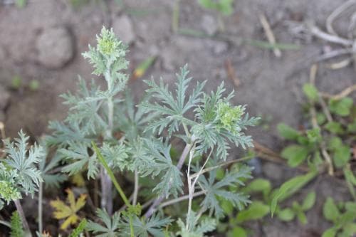 stor femfingerört Potentilla neglecta