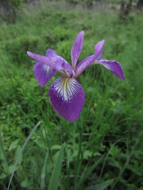 brokiris Iris versicolor