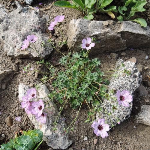 silkesnäva Geranium cinereum