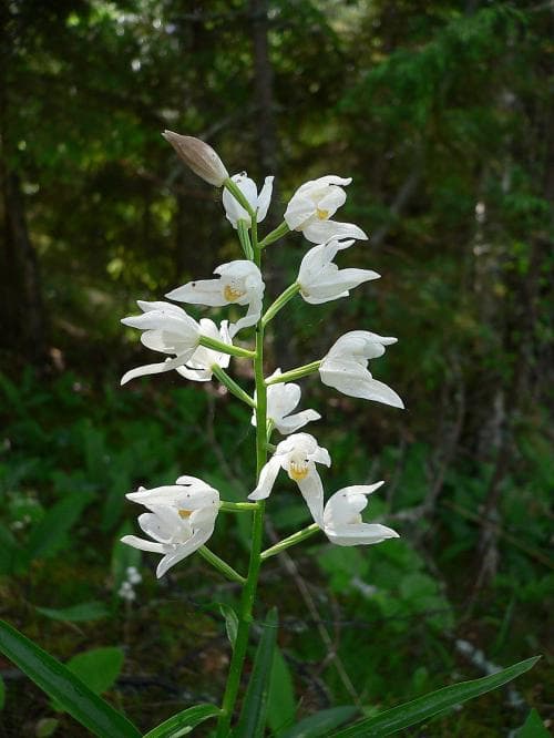 vit skogslilja Cephalanthera longifolia