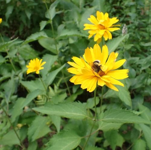 dagöga Heliopsis helianthoides