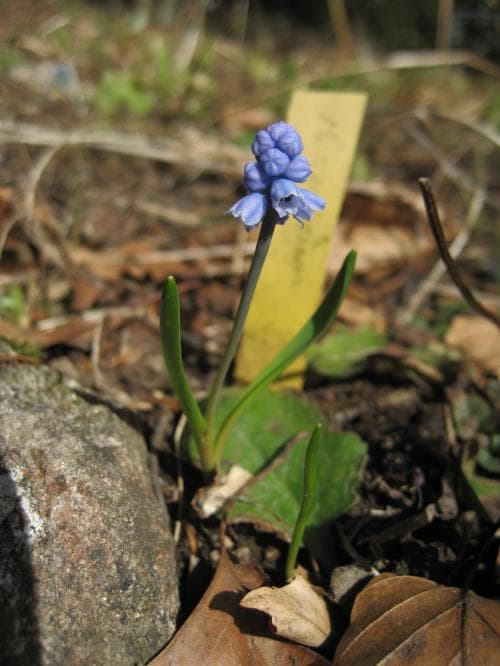 dvärghyacint Muscari azureum