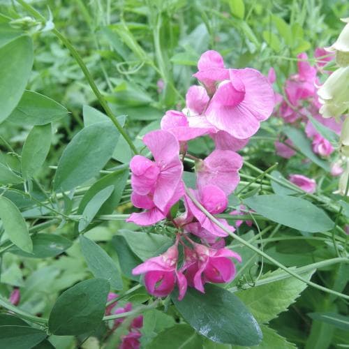 knölvial Lathyrus tuberosus