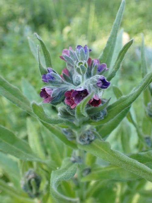 hundtunga Cynoglossum officinale