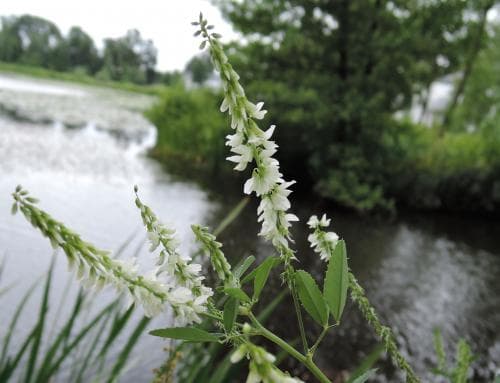 vit sötväppling Melilotus albus