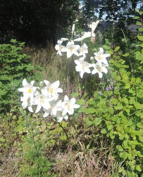 madonnalilja Lilium candidum