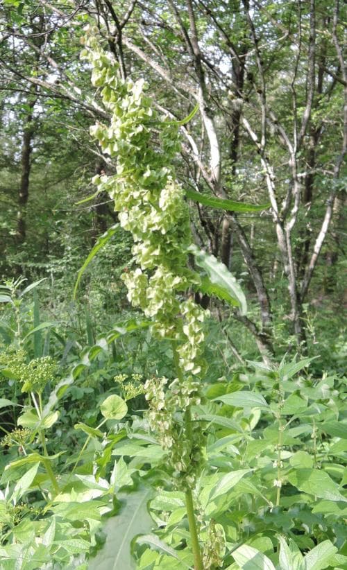 gårdsskräppa Rumex longifolius