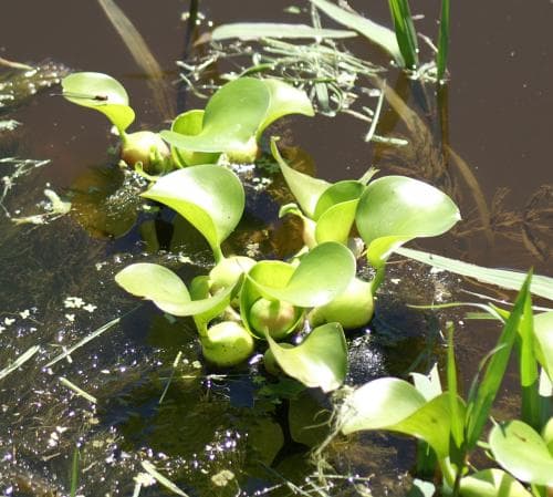 vattenhyacint Pontederia crassipes