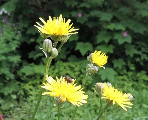 skånefibbla Crepis biennis