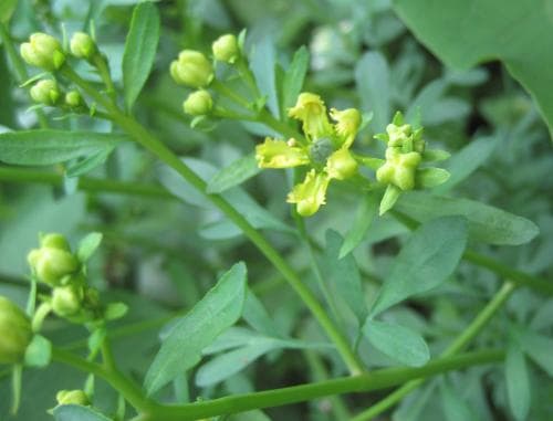 vinruta Ruta graveolens