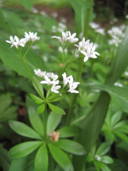 myskmadra Galium odoratum