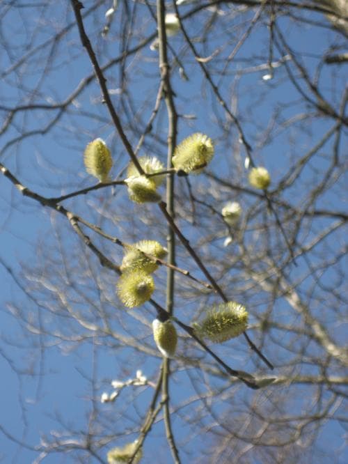 vanlig sälg Salix caprea subsp. caprea