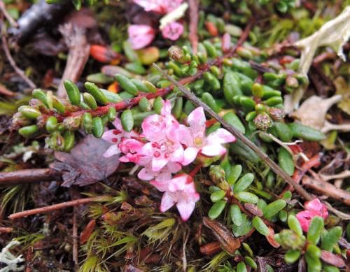 krypljung Kalmia procumbens
