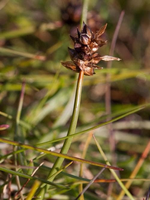 bågstarr Carex maritima