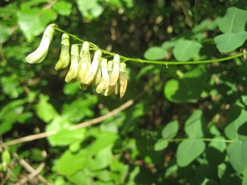 ärtvicker Vicia pisiformis
