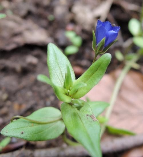blåmire Lysimachia foemina