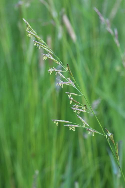 ängssvingel Schedonorus pratensis