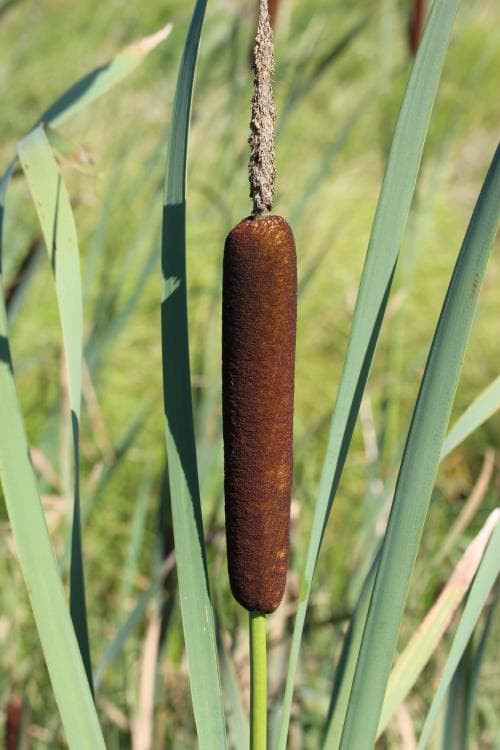 bredkaveldun Typha latifolia