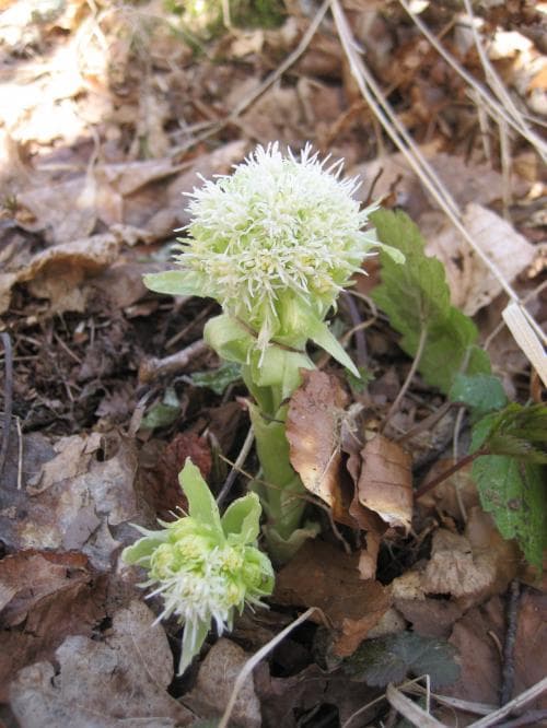vitskråp Petasites albus