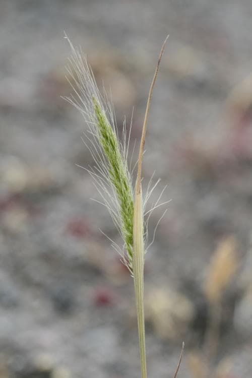 alvarkösa Apera interrupta