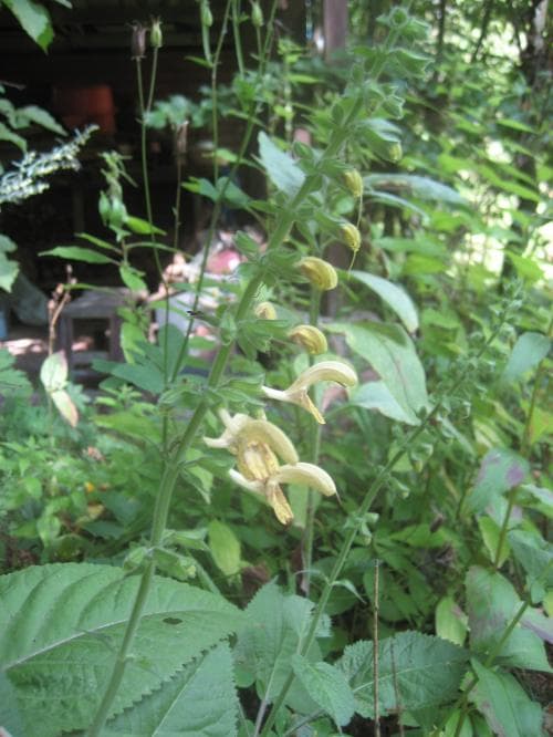 klibbsalvia Salvia glutinosa