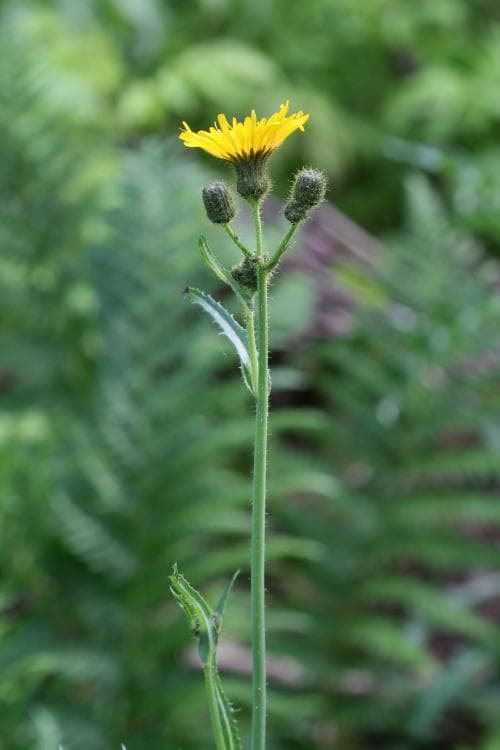 vanlig åkermolke Sonchus arvensis var. arvensis