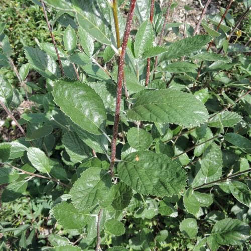 klippoxel Sorbus rupicola