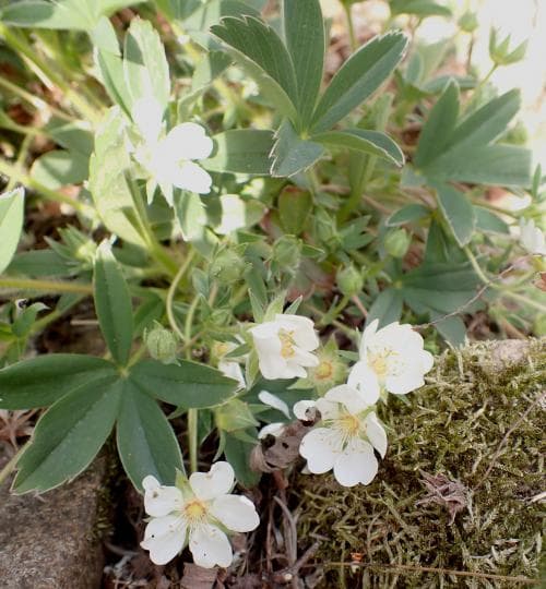 vit fingerört Potentilla alba