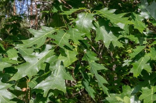 rödek Quercus rubra