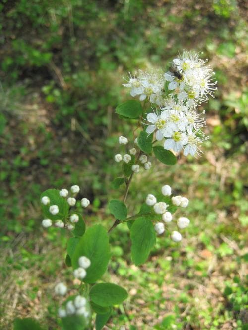 kvastspirea Spiraea chamaedryfolia