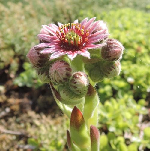 taklök Sempervivum tectorum