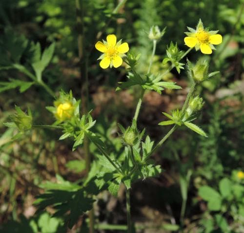 finsk fingerört Potentilla intermedia
