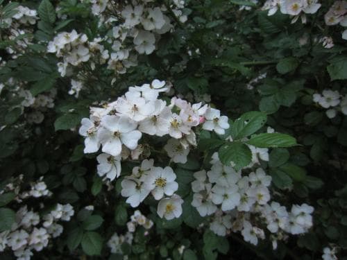 japansk klätterros Rosa multiflora