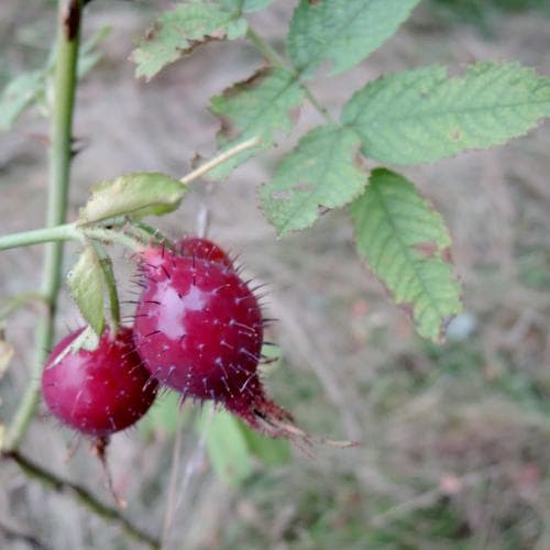 plommonros Rosa villosa
