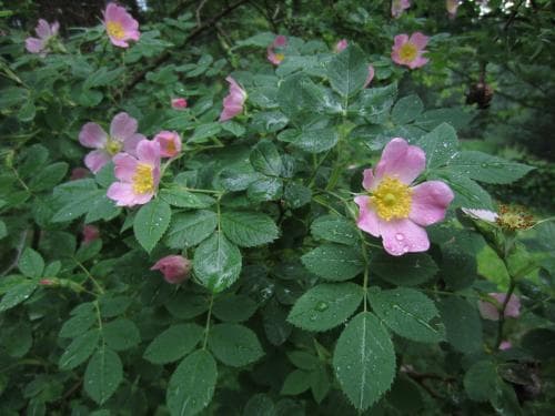 kal nyponros Rosa vosagiaca