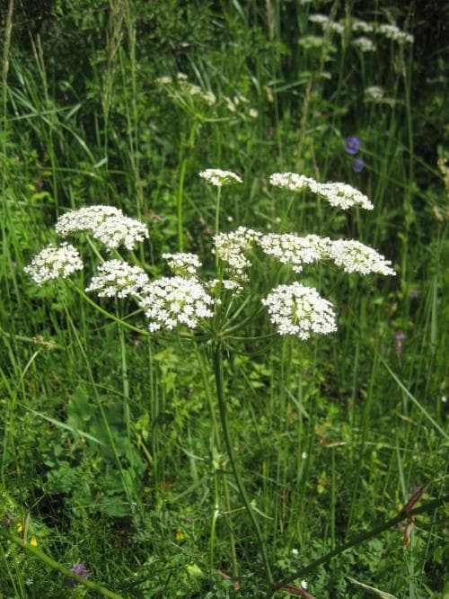 backsilja Peucedanum oreoselinum