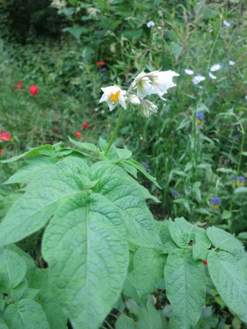 potatis Solanum tuberosum