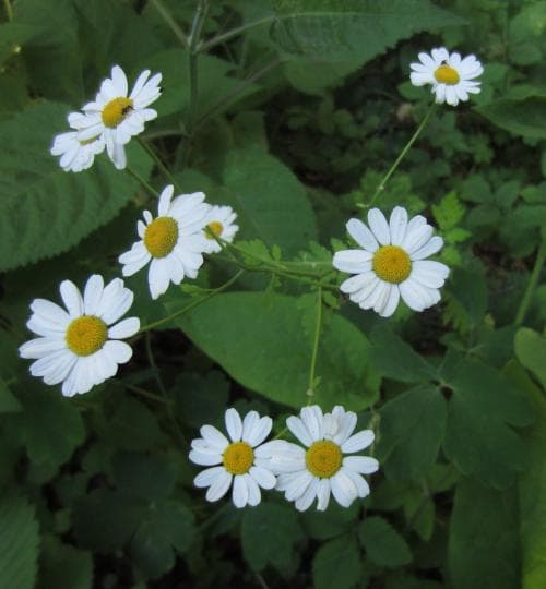 renfanekrage Tanacetum corymbosum
