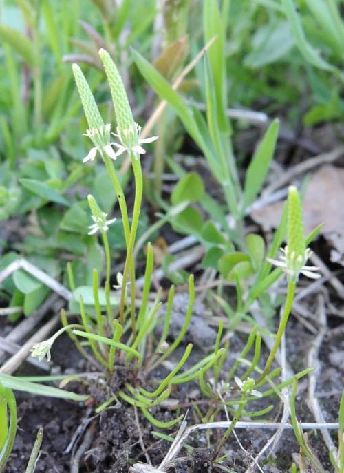 råttsvans Myosurus minimus