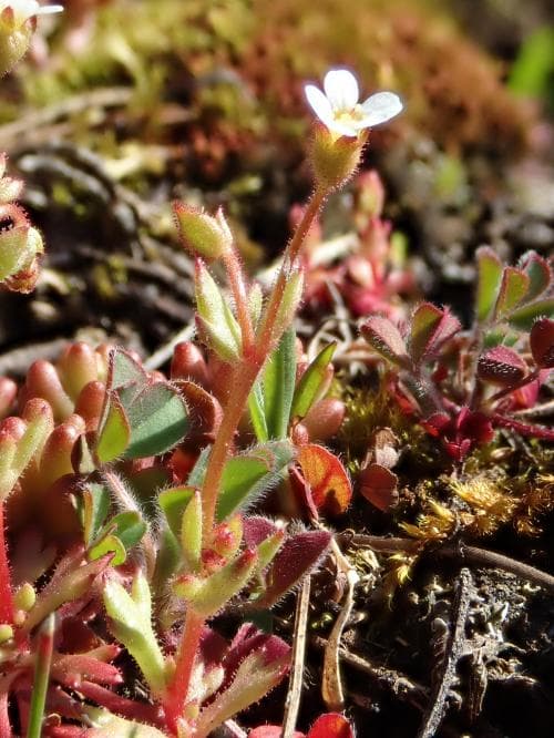 grusbräcka Saxifraga tridactylites