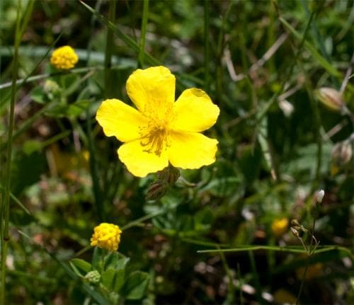 ljus solvända Helianthemum nummularium subsp. nummularium