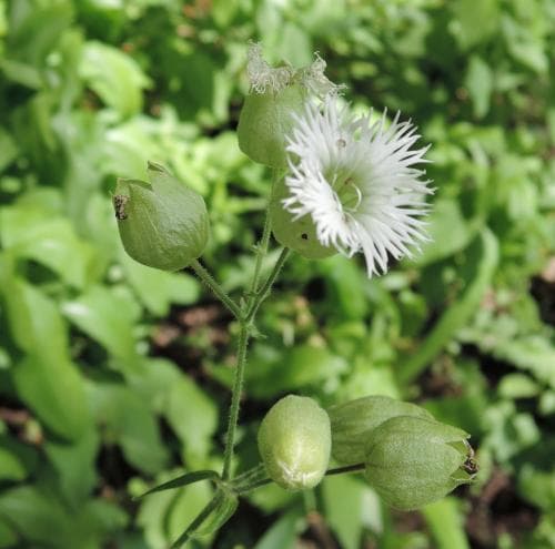 fransglim Silene multifida