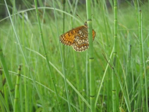 sjöfräken Equisetum fluviatile