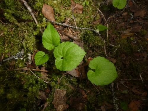 skuggviol Viola selkirkii