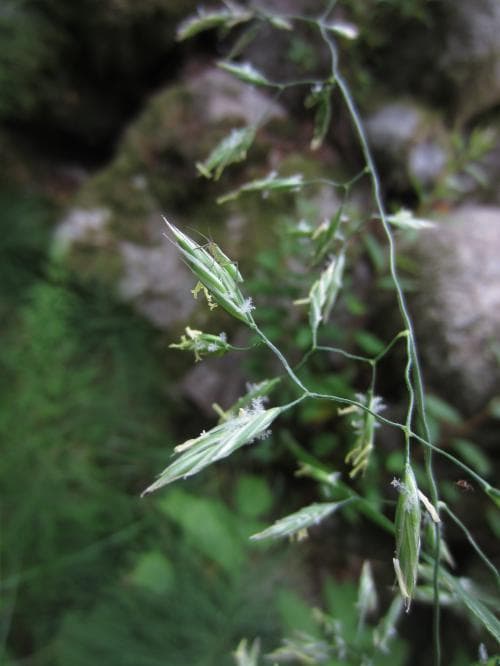 vanlig rörsvingel Schedonorus arundinaceus subsp. arundinaceus